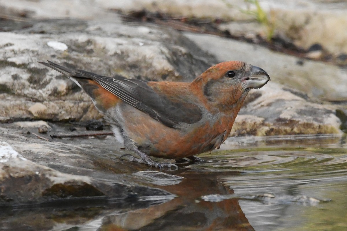 Red Crossbill - ML646353613