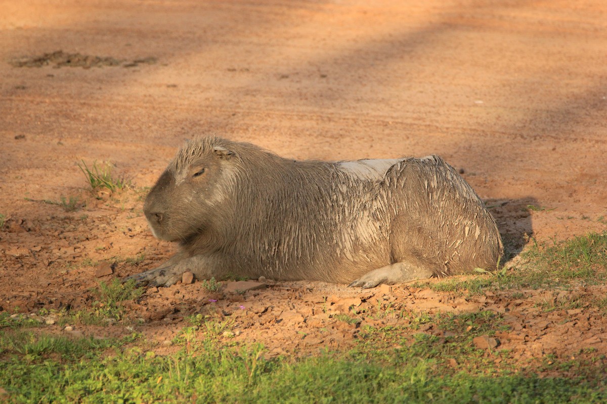 Capybara - ML646353614