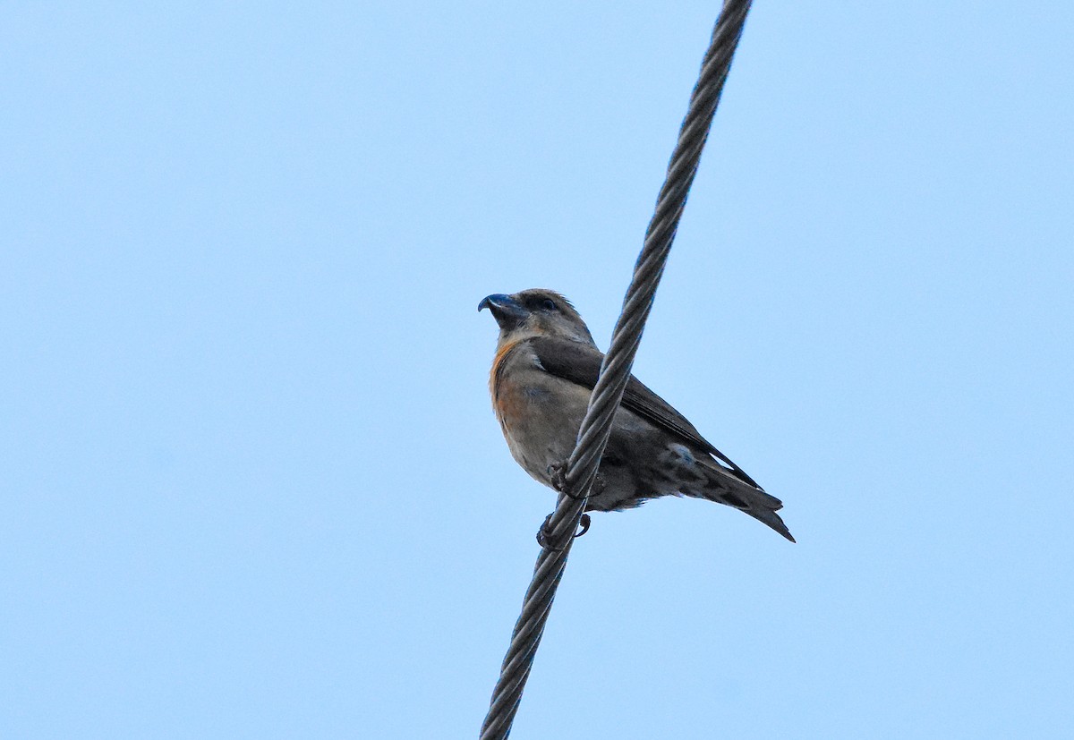 Red Crossbill - ML646353615