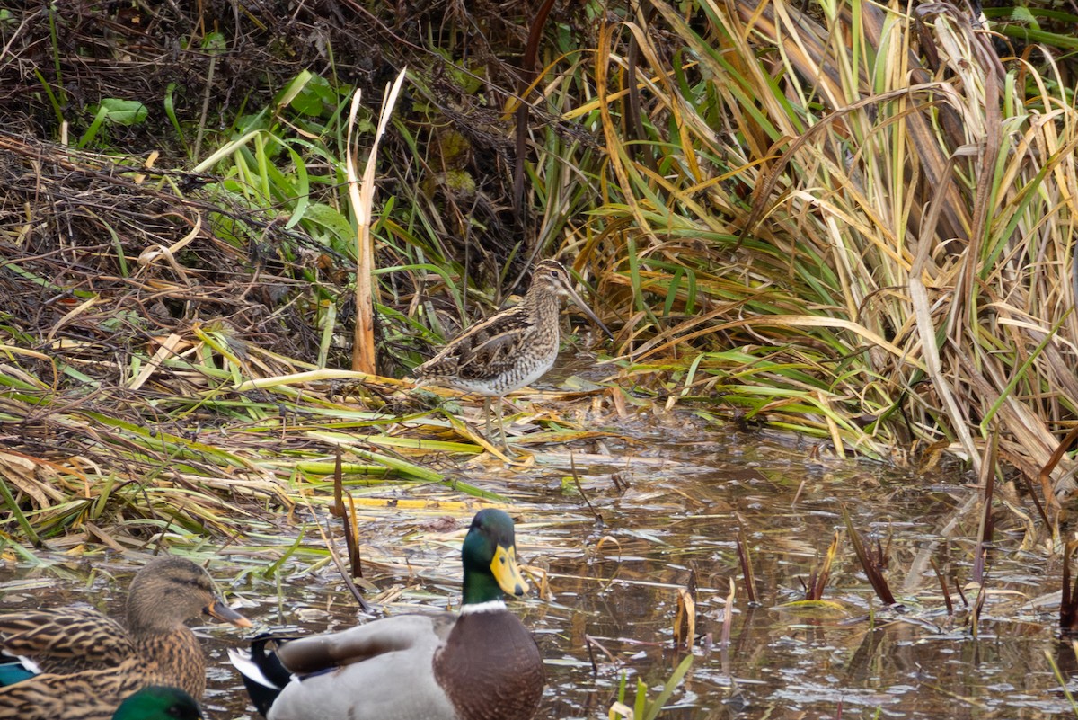 Common Snipe - ML646353616