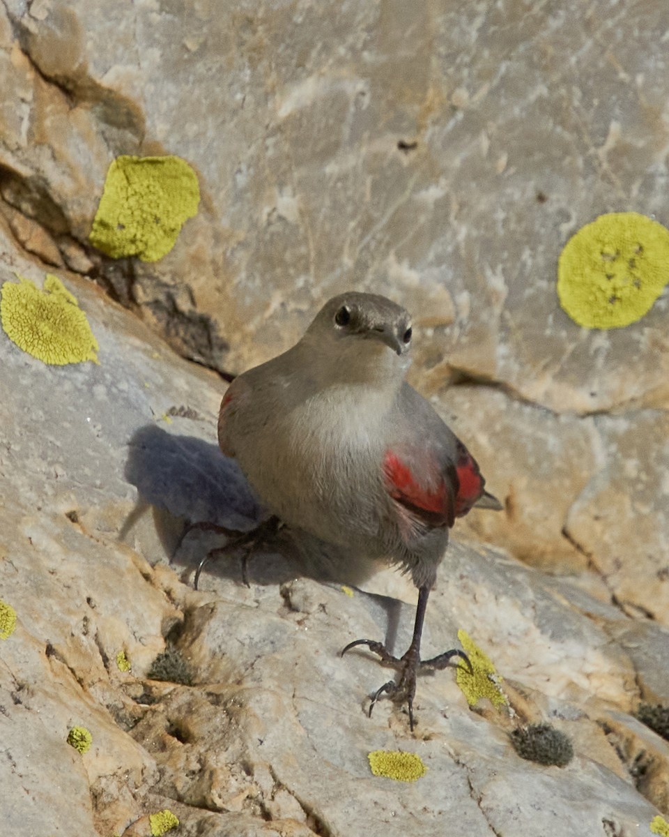 Picchio muraiolo - ML646353618