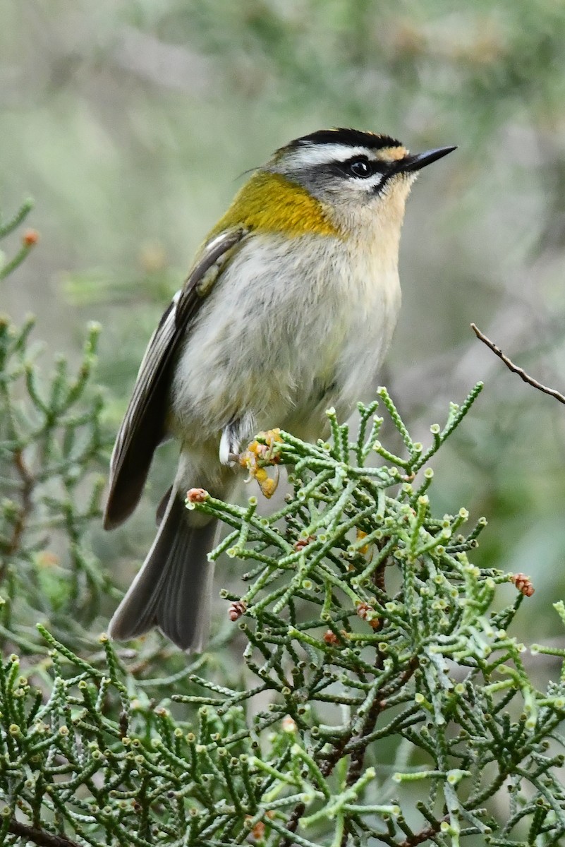 Common Firecrest - ML646353620