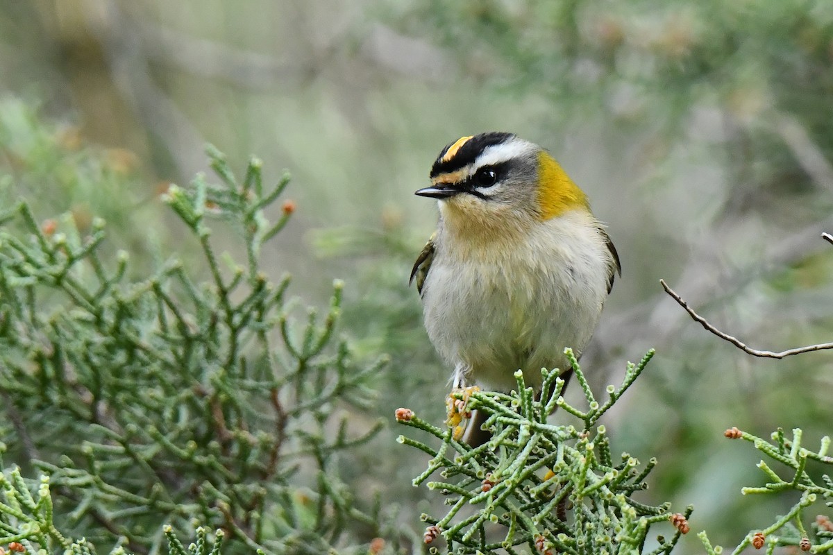 Common Firecrest - ML646353621