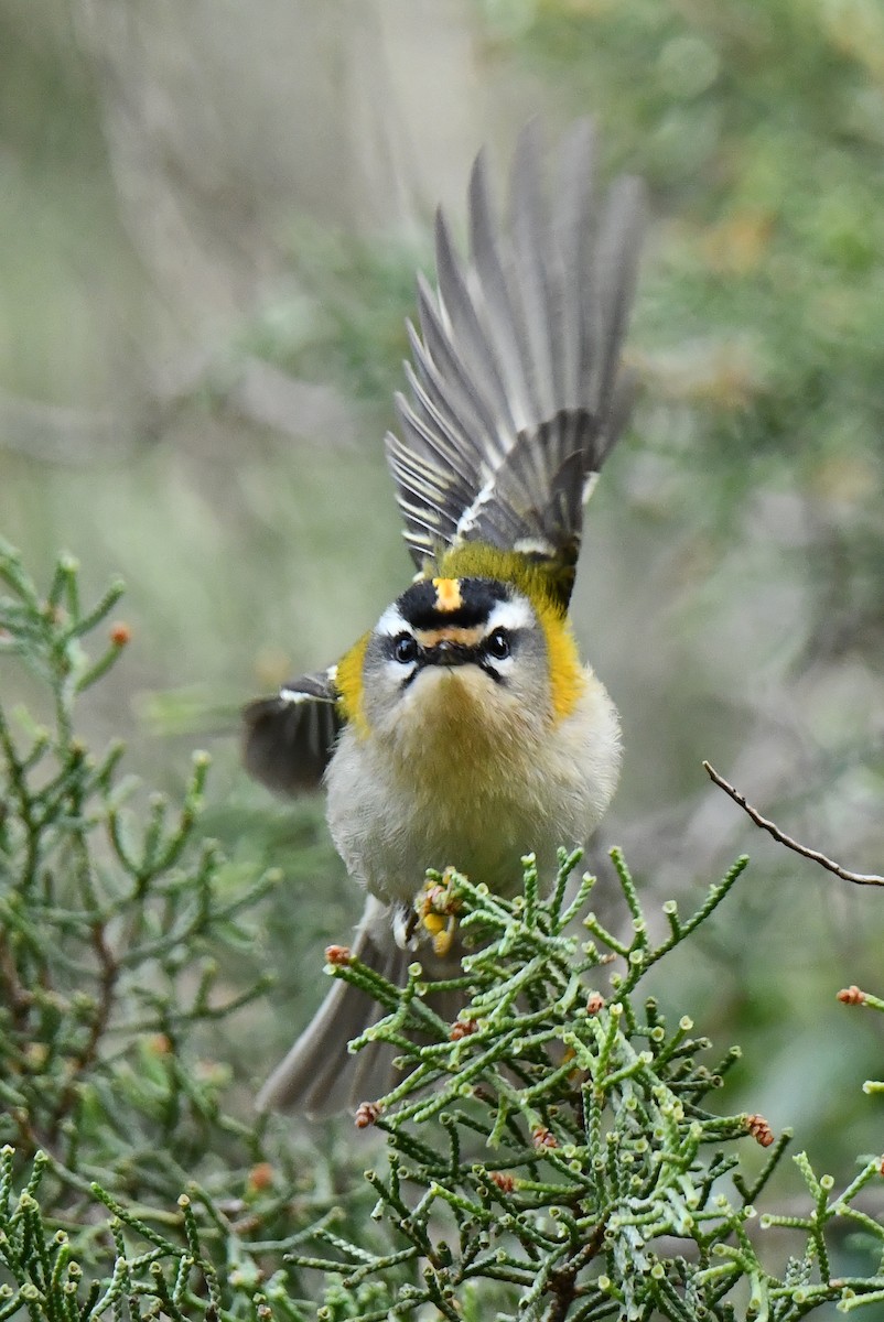 Common Firecrest - ML646353622