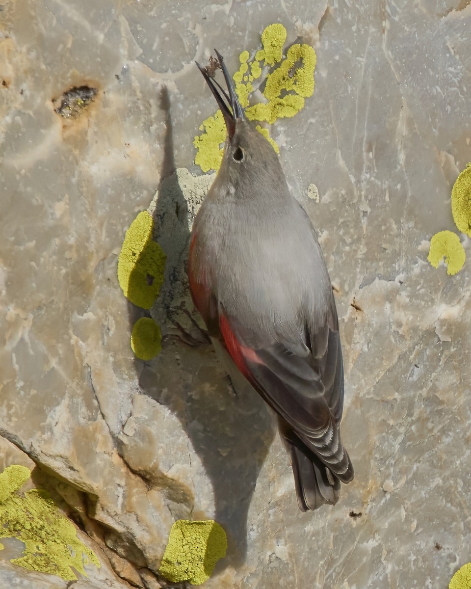 Picchio muraiolo - ML646353627