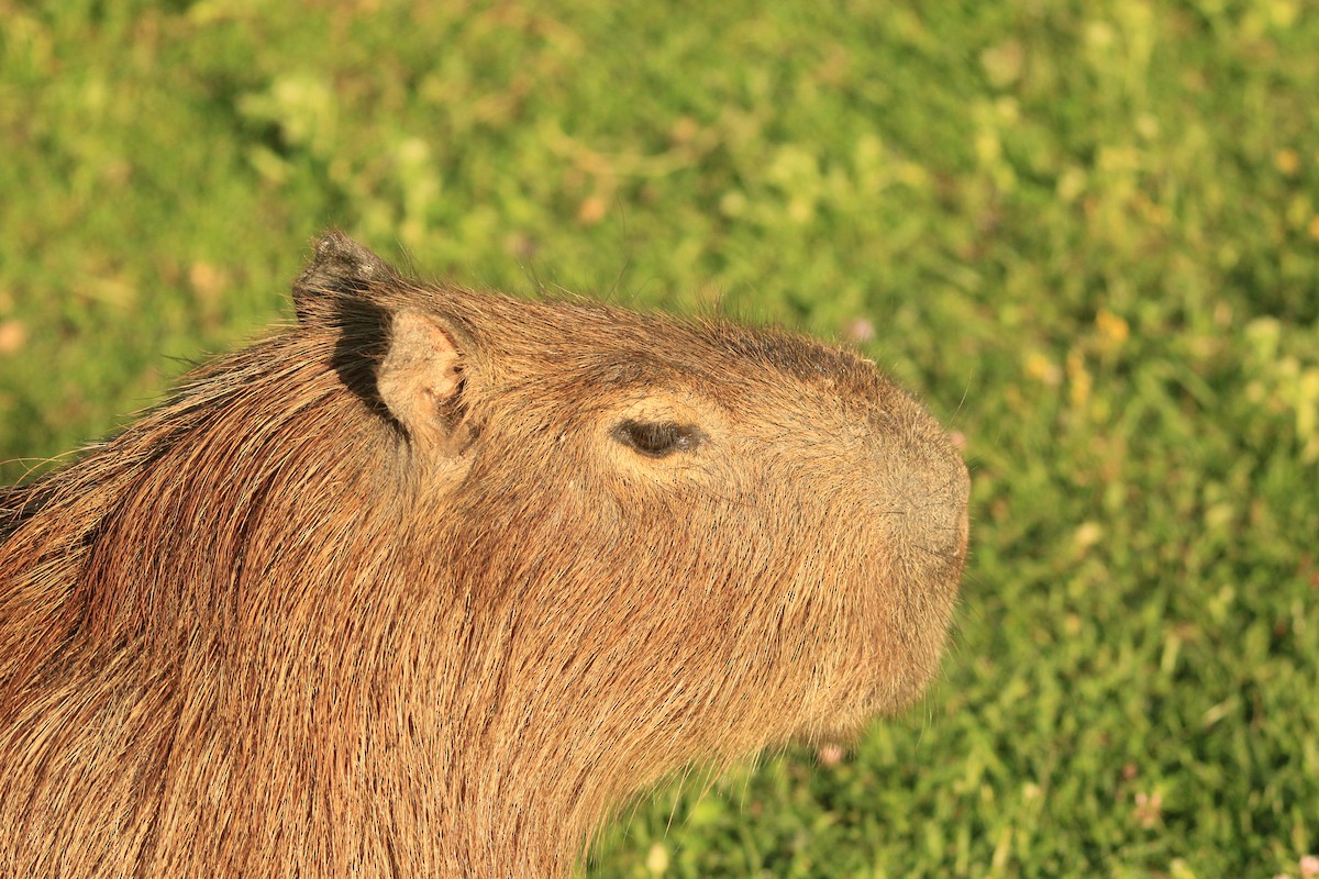 Capybara - ML646353632