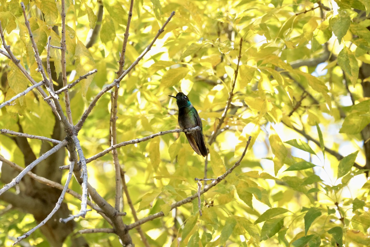 Колібрі-герцог північний - ML646353633