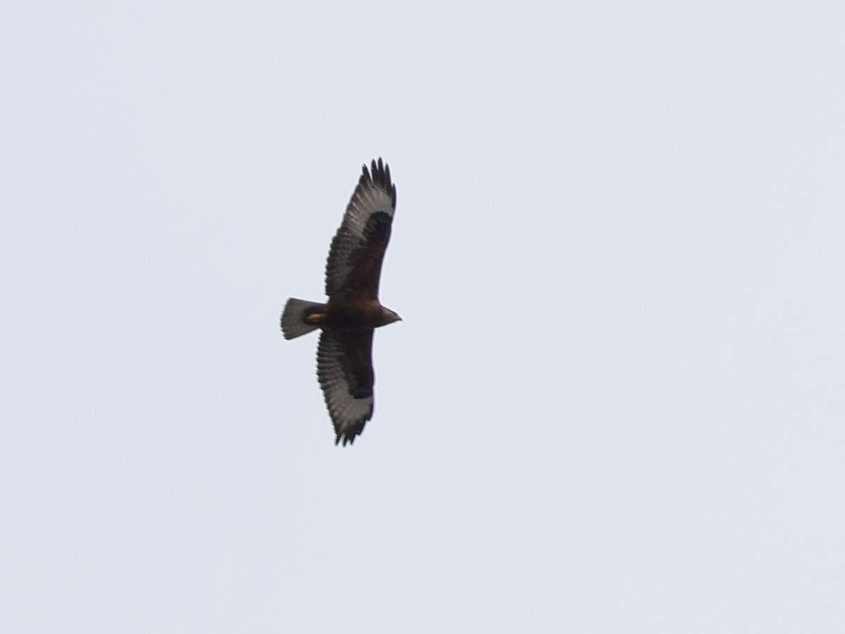 Mäusebussard - ML646353634