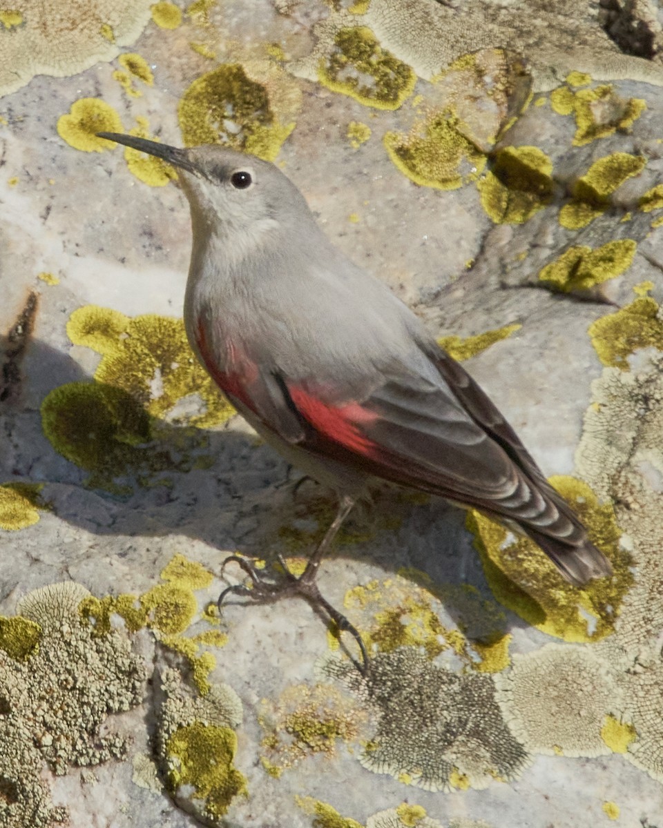 Picchio muraiolo - ML646353635