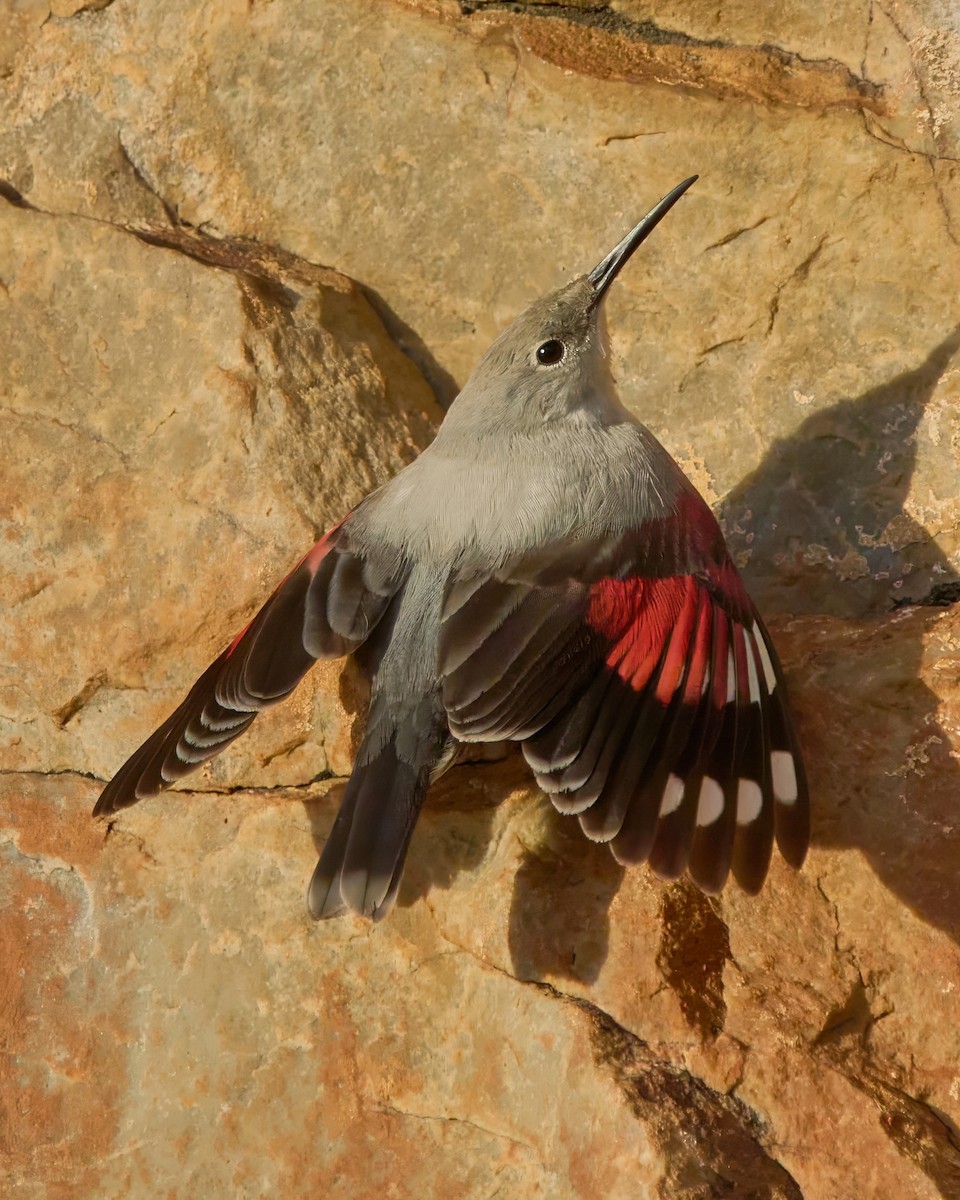 Picchio muraiolo - ML646353639