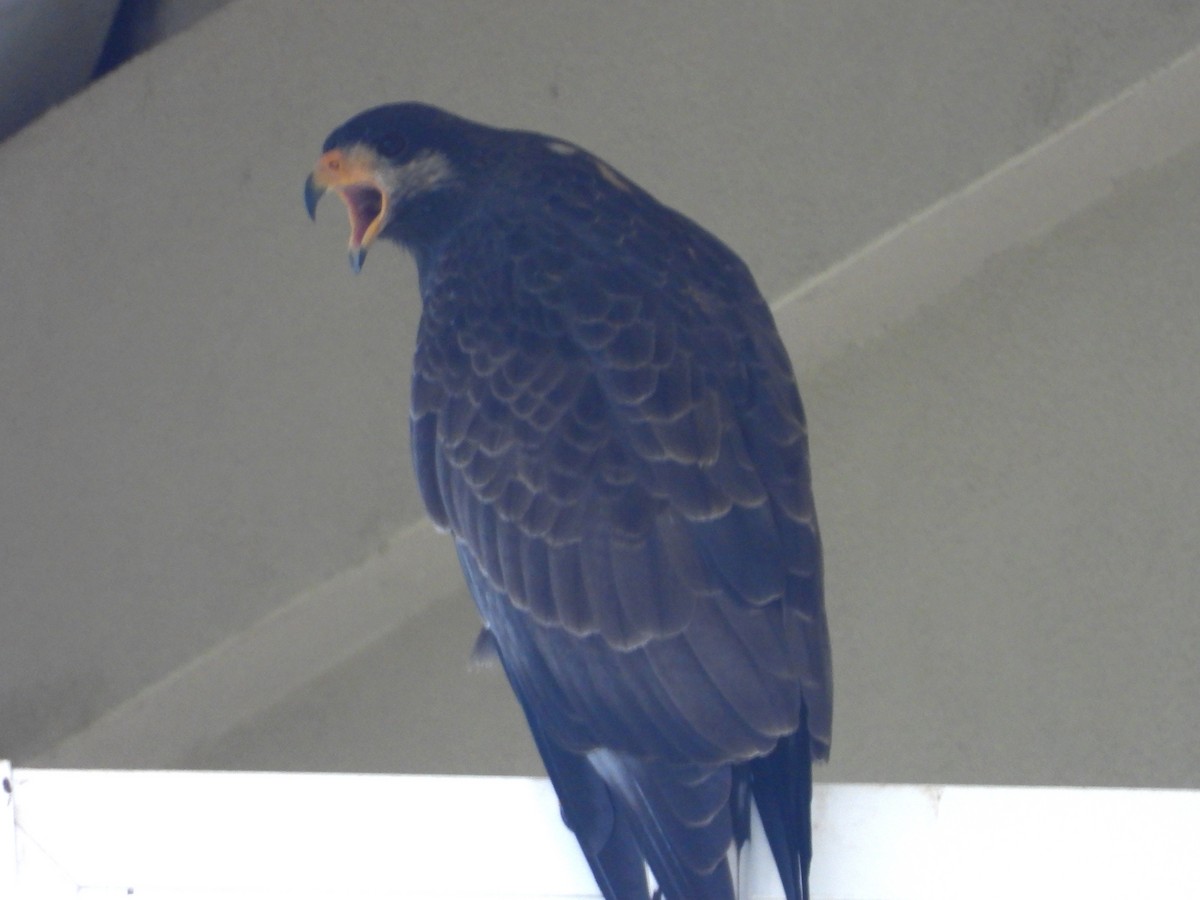 Cuban Black Hawk - ML646353642