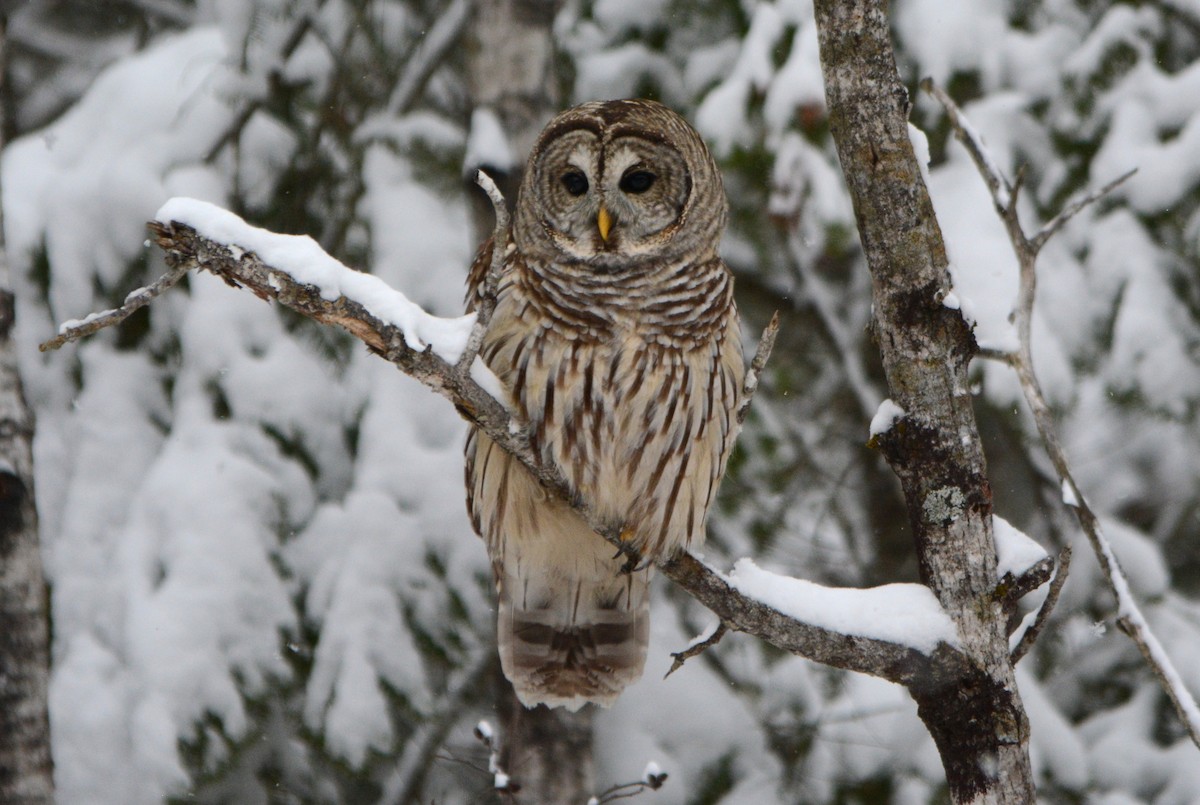 Barred Owl - ML646353643