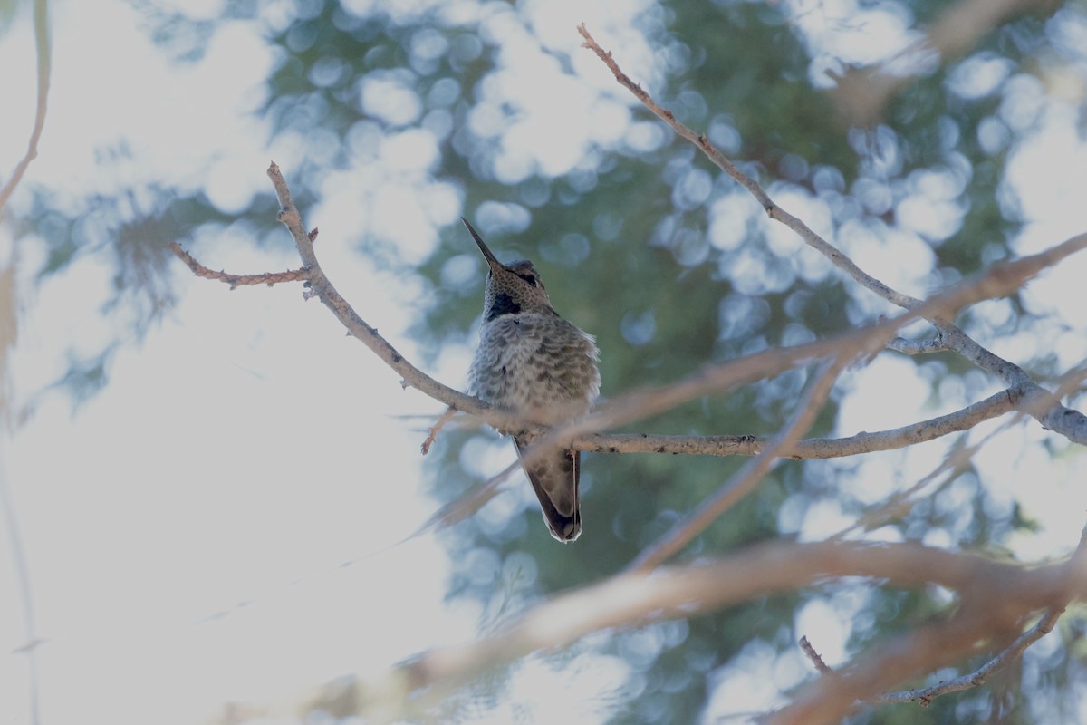 Каліпта рубіновоголова - ML646353646