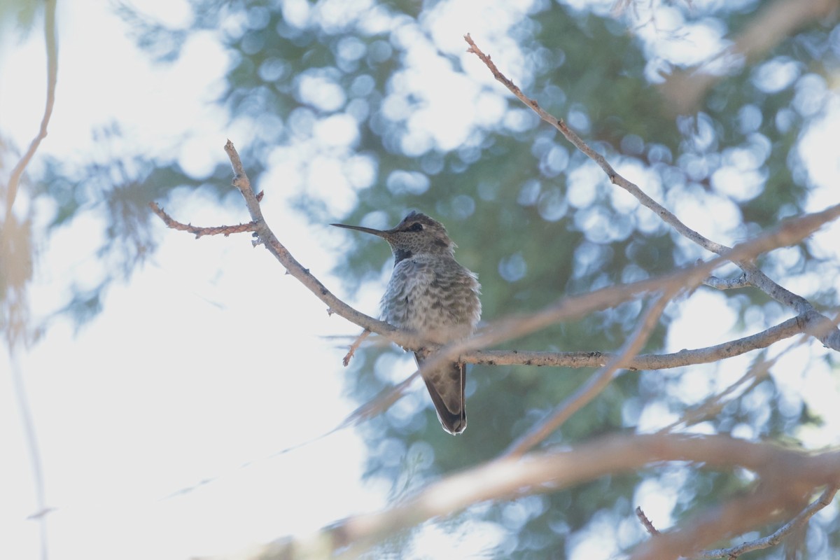 Каліпта рубіновоголова - ML646353647
