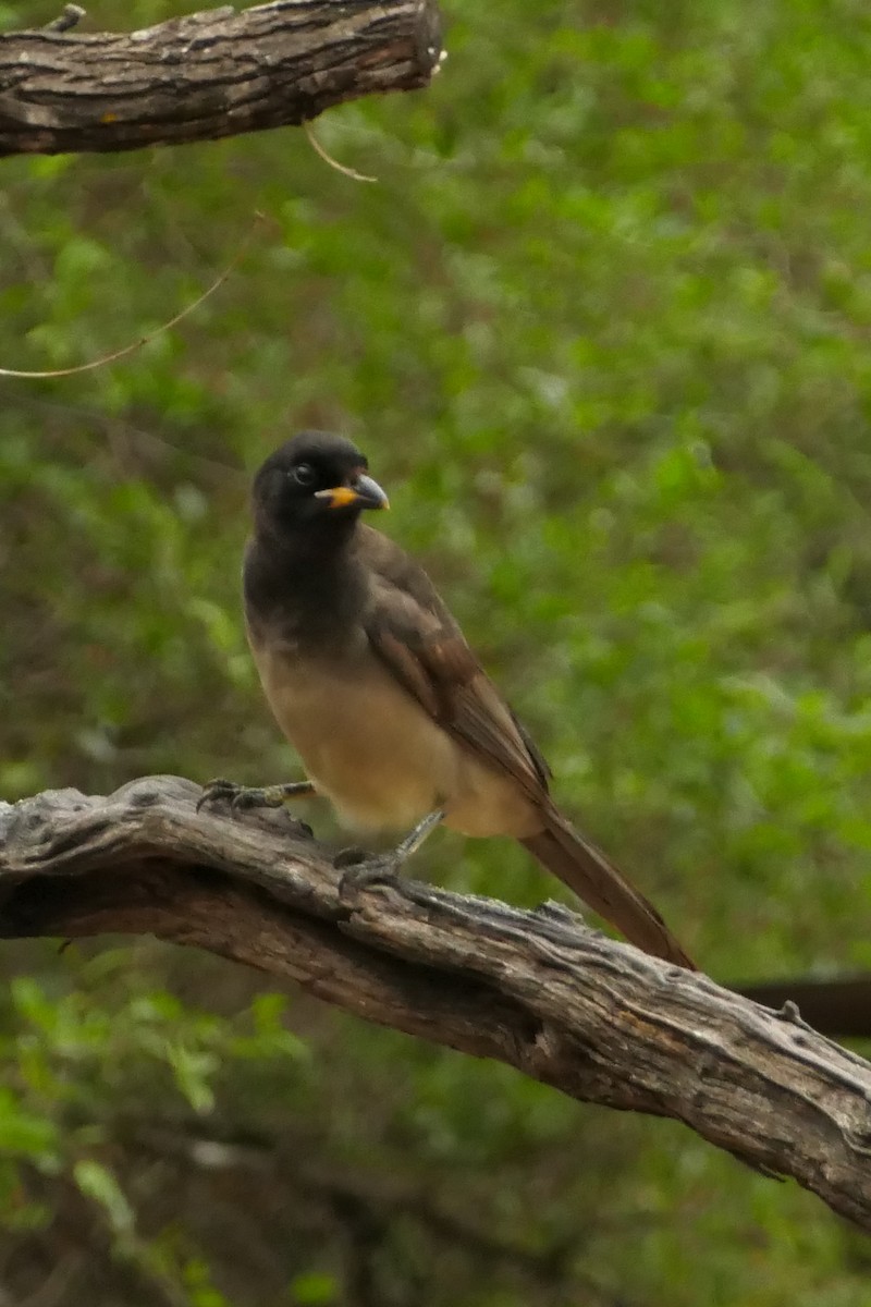 sojka hnědá - ML646353648