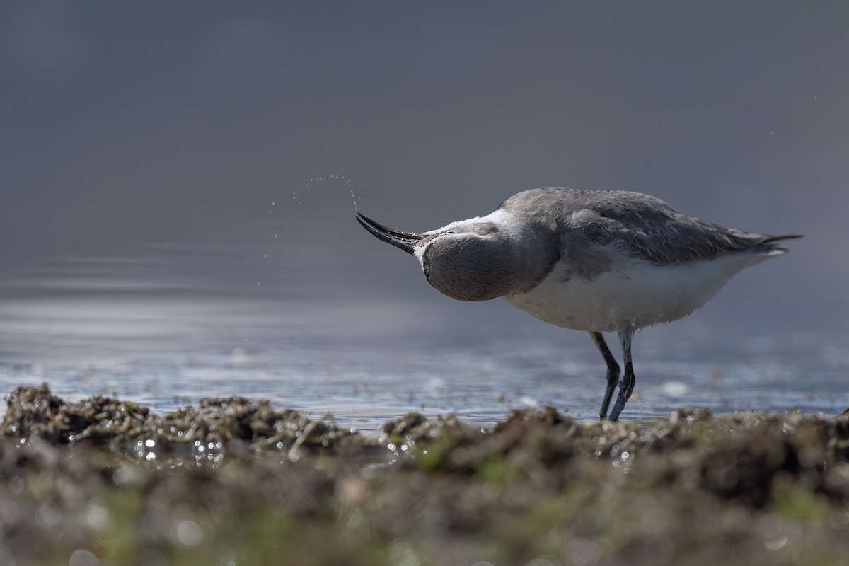Wrybill - ML646353656