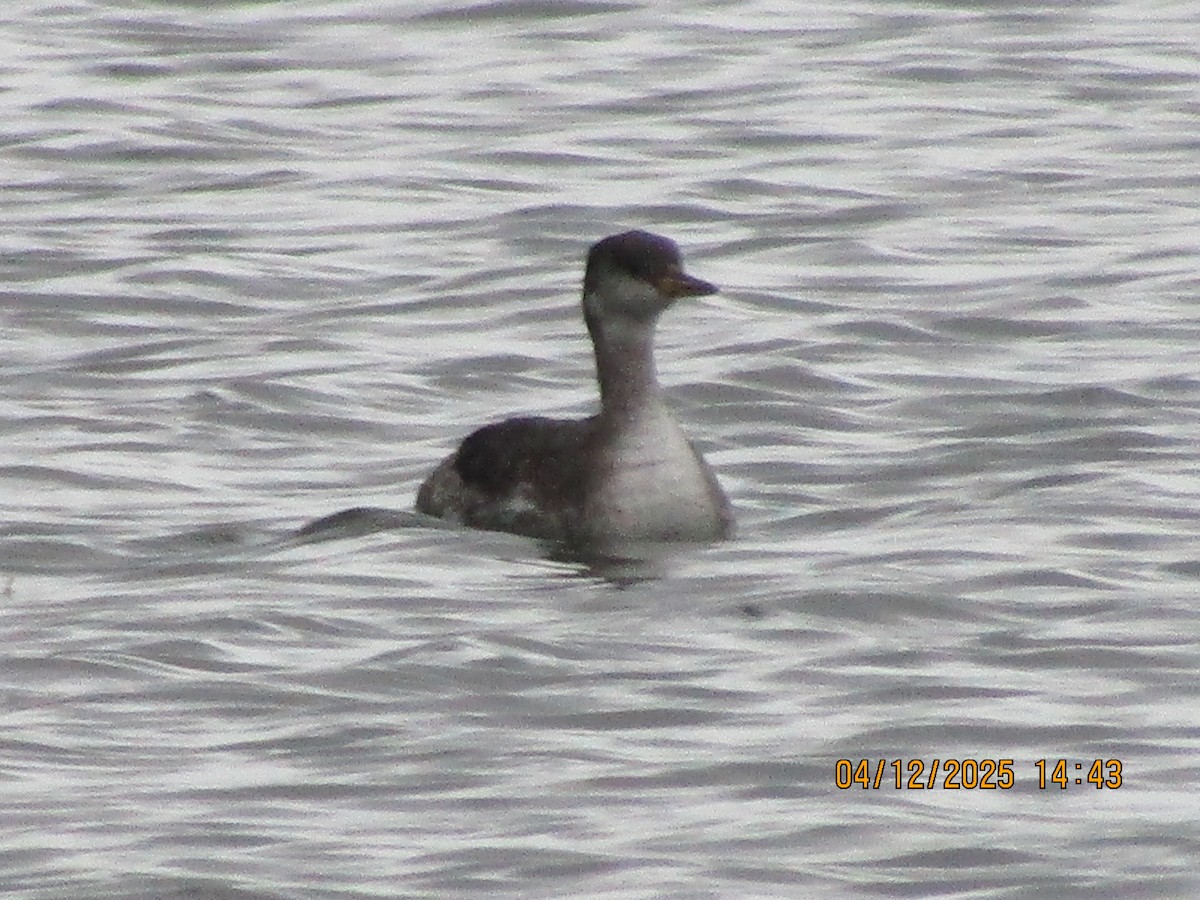 Red-necked Grebe - ML646353657
