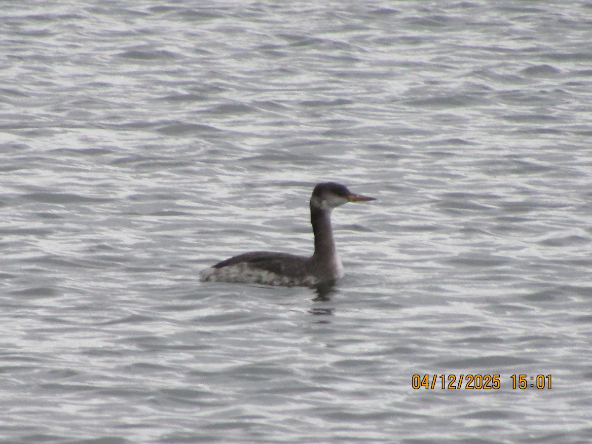 Red-necked Grebe - ML646353658