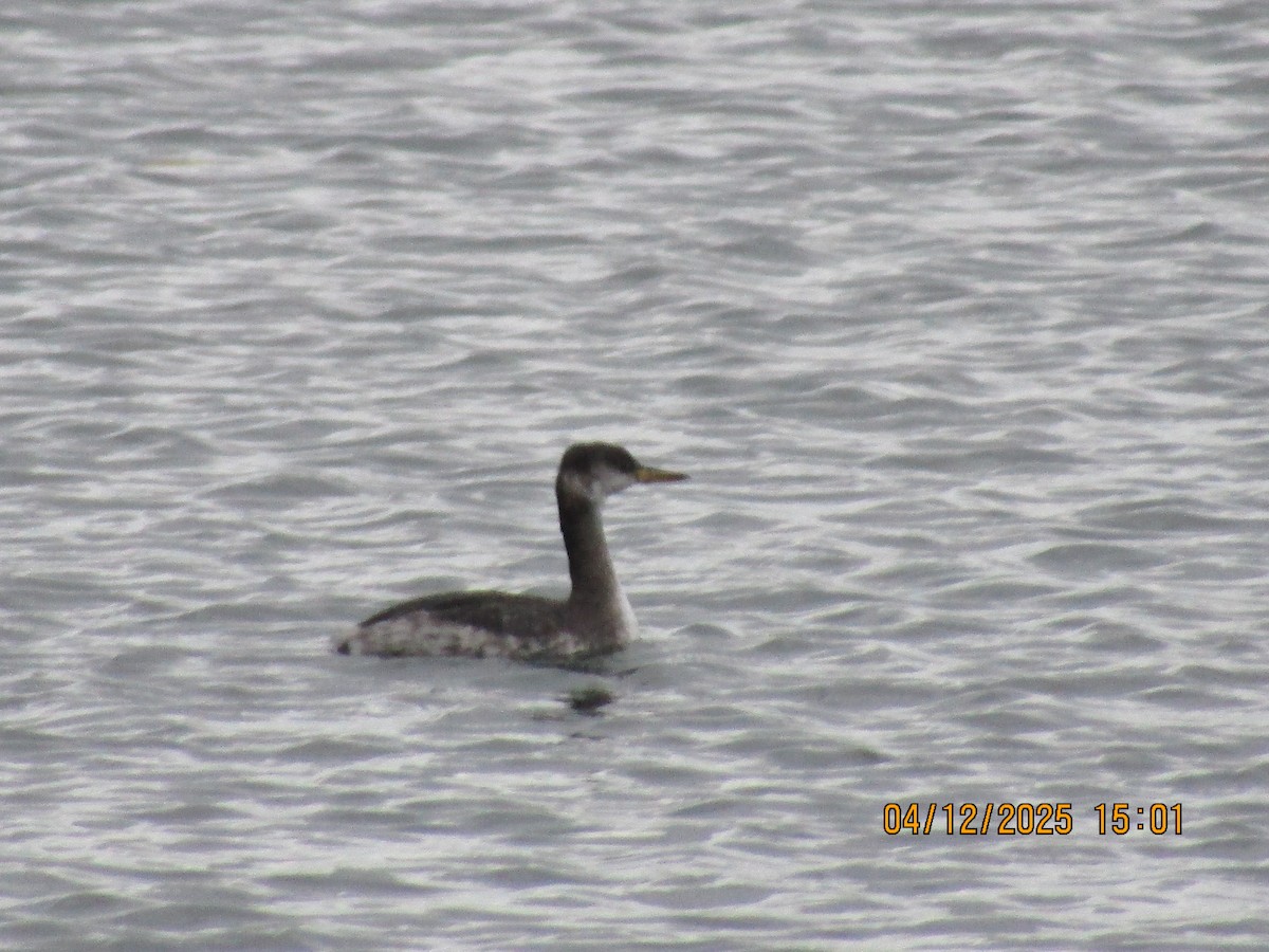 Red-necked Grebe - ML646353659