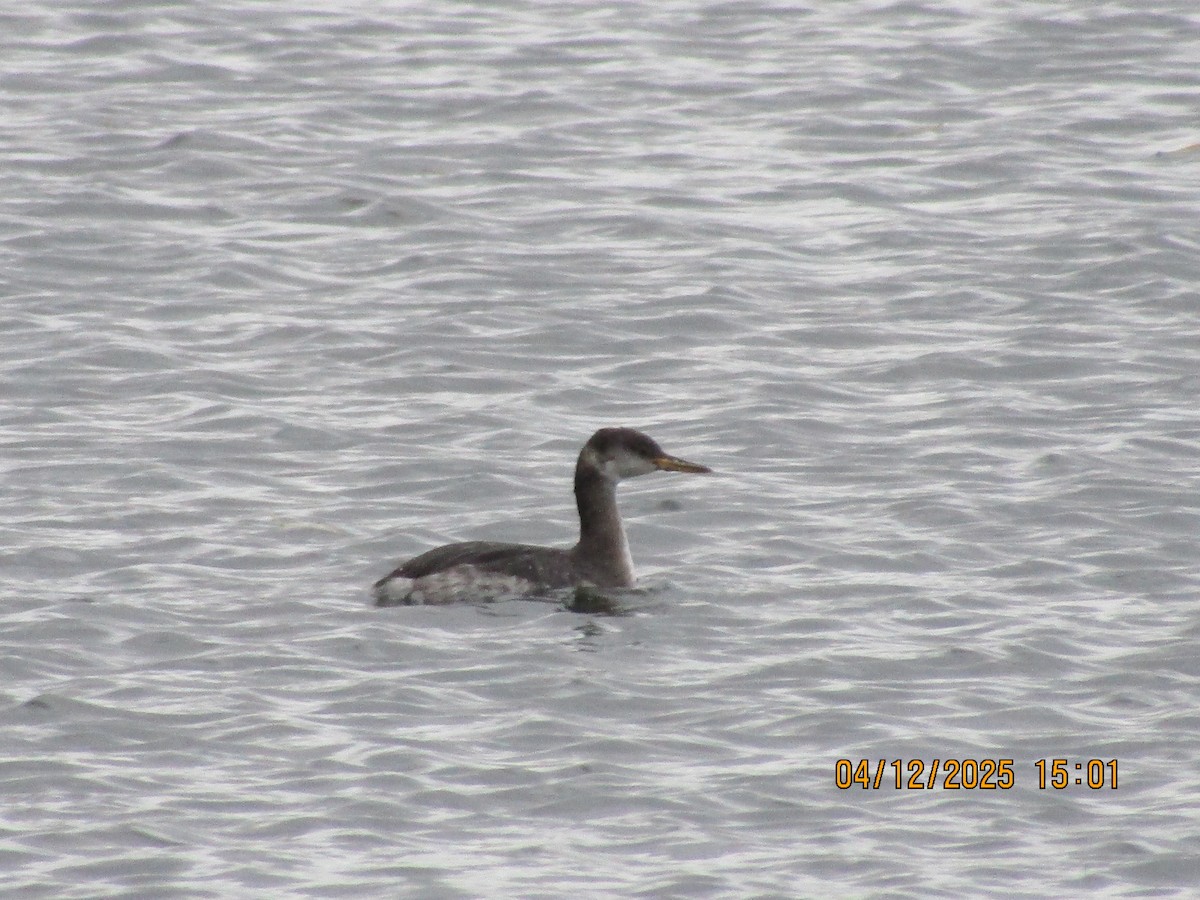 Red-necked Grebe - ML646353660
