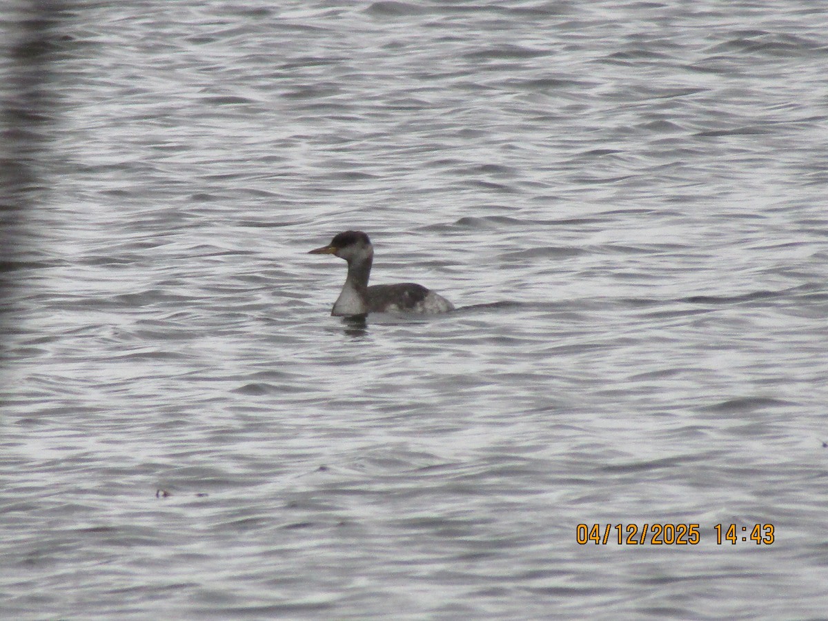 Red-necked Grebe - ML646353661