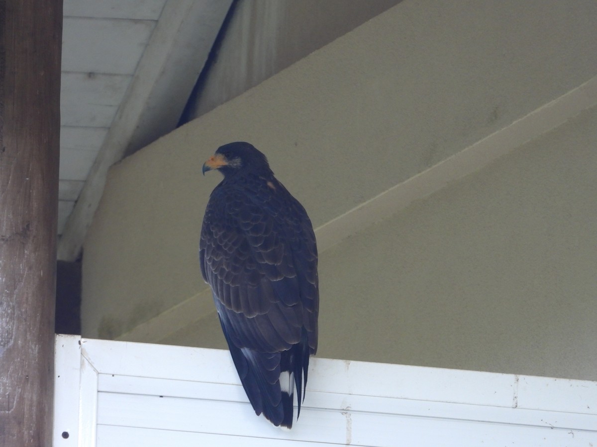 Cuban Black Hawk - ML646353662