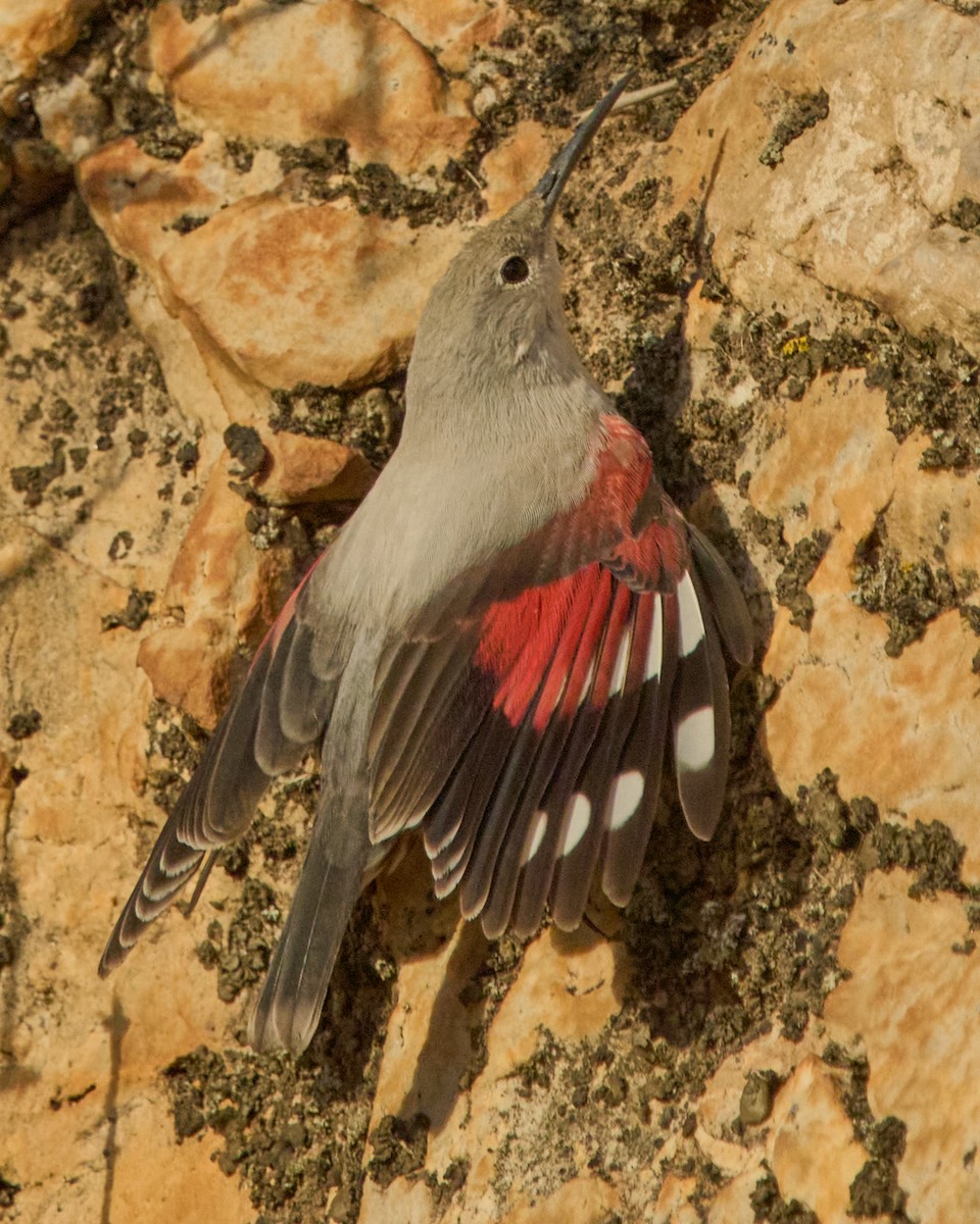 Picchio muraiolo - ML646353663