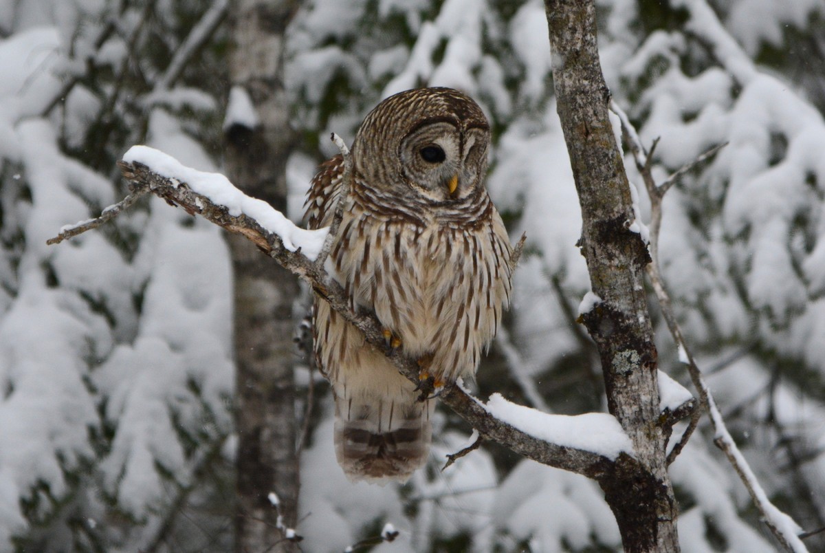 Barred Owl - ML646353669
