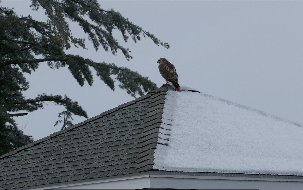 Red-tailed Hawk - ML646353672