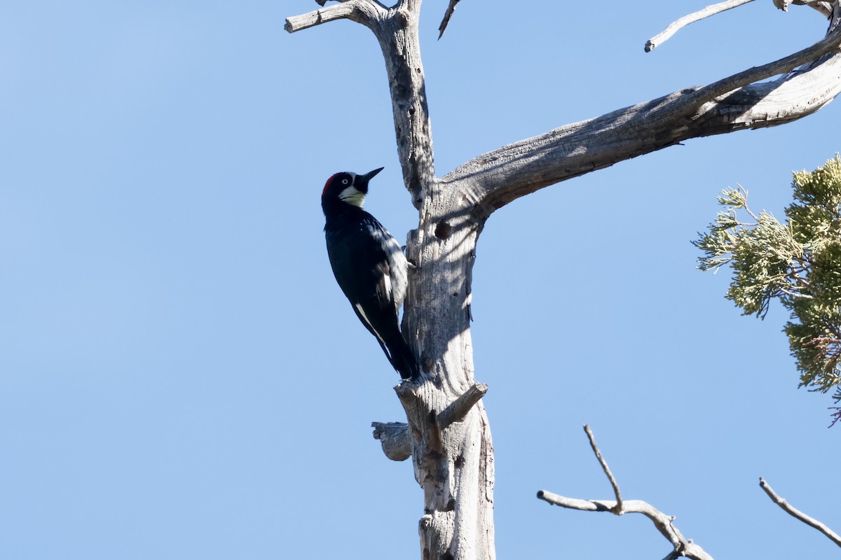 Гіла чорновола - ML646353673