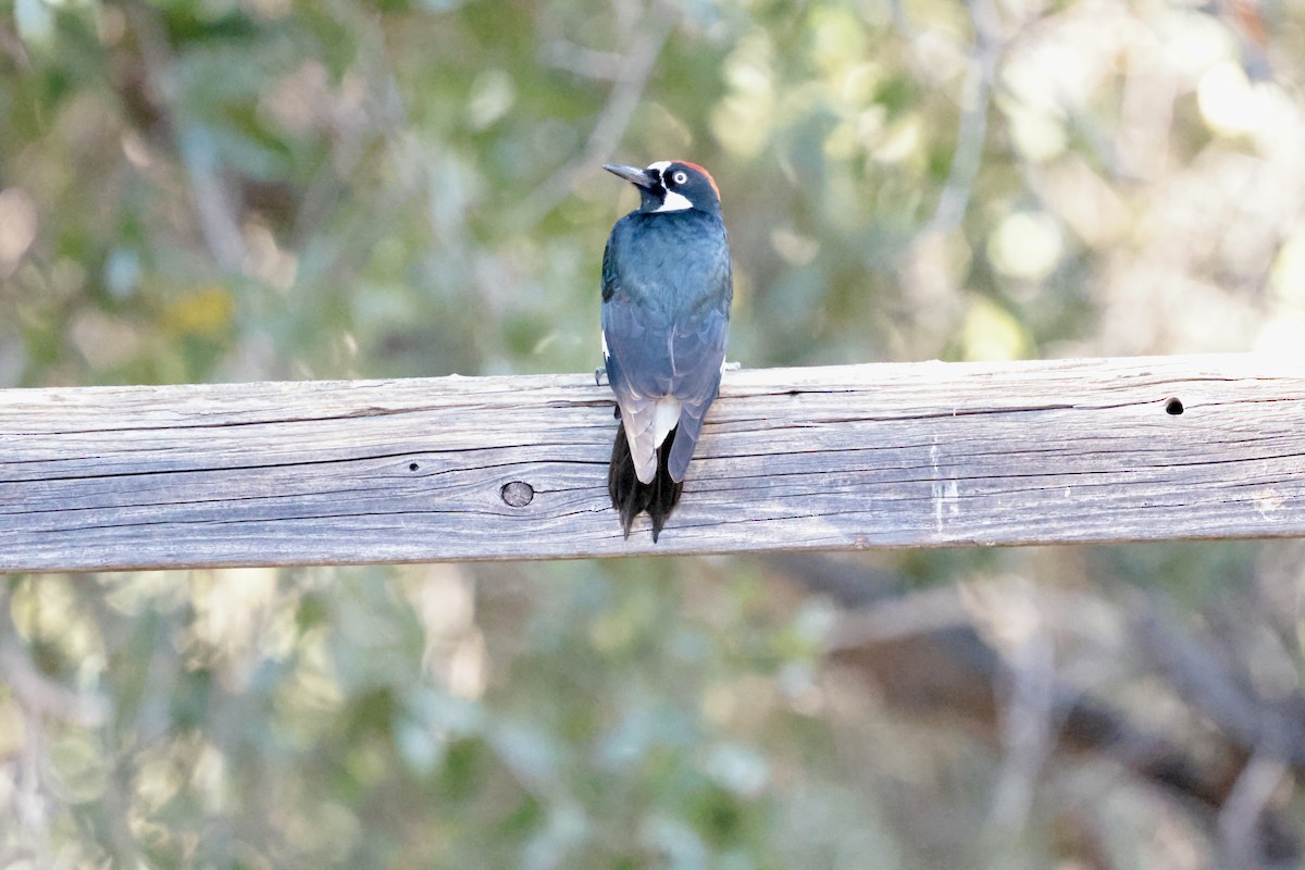 Гіла чорновола - ML646353674