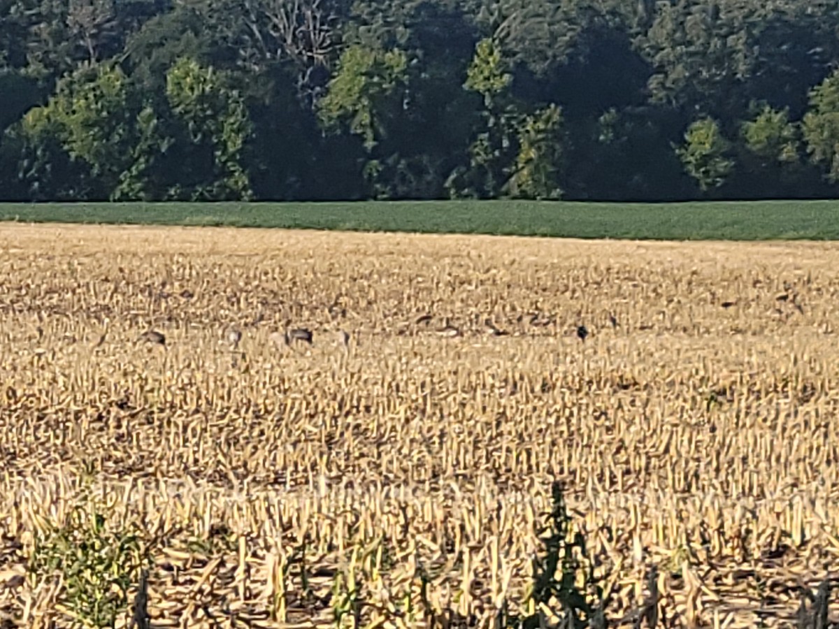 עגור קנדי - ML646353687