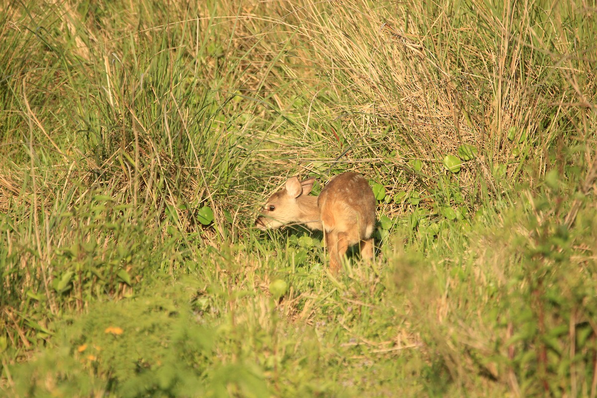 Gray Brocket - ML646353691