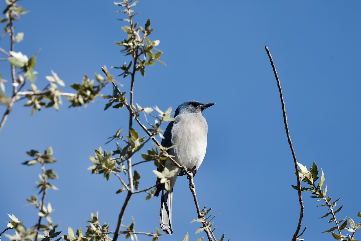 Сойка сіровола [група wollweberi] - ML646353693