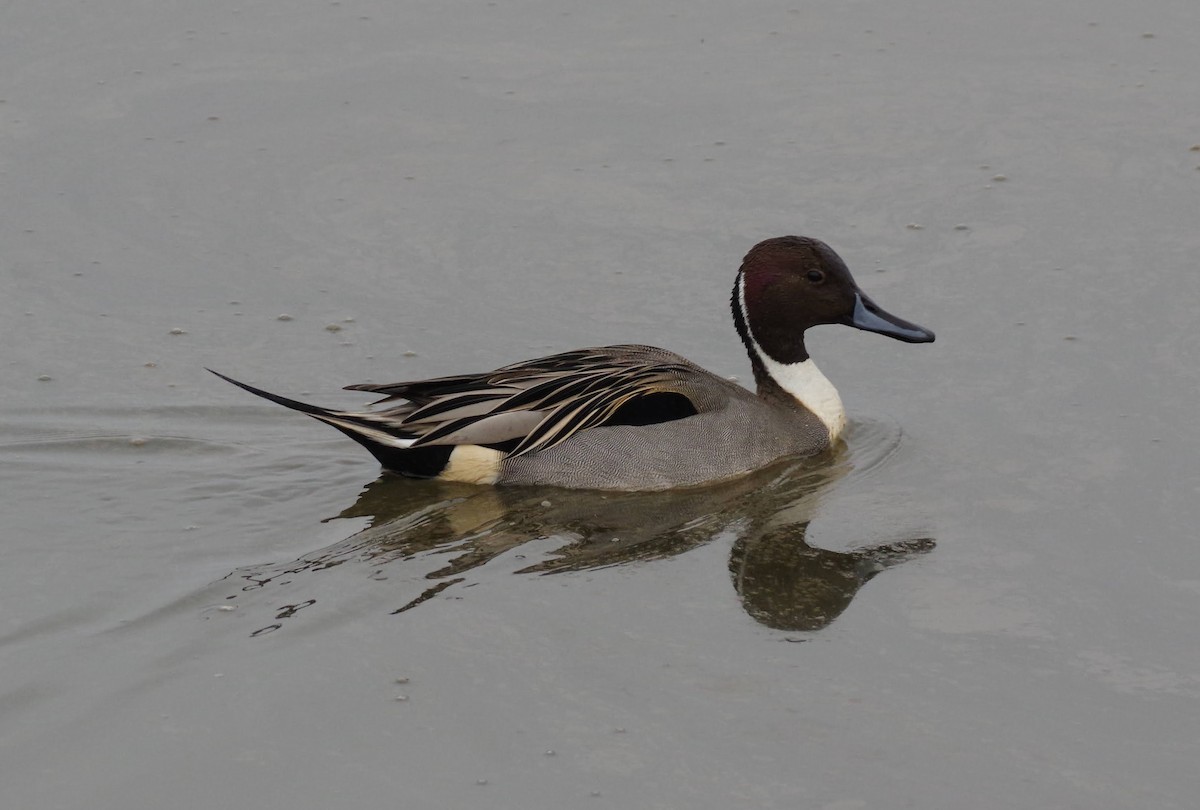 ostralka štíhlá - ML646353695