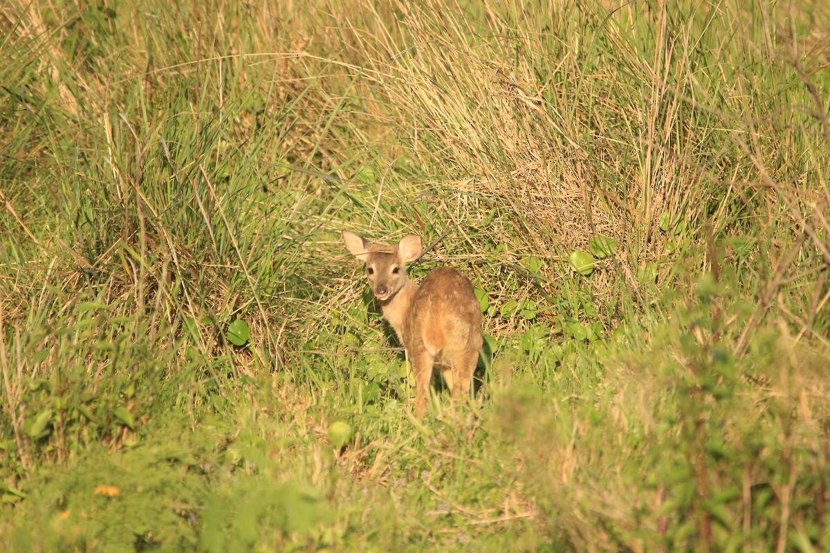 Gray Brocket - ML646353699