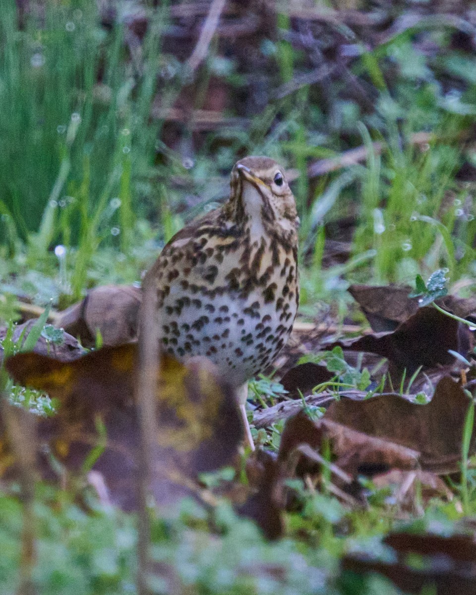 Tordo bottaccio - ML646353702