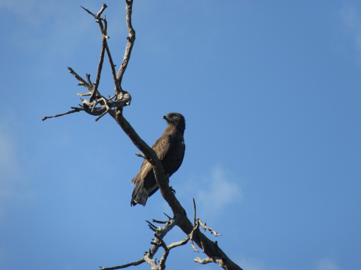 Brown Snake-Eagle - ML646353706
