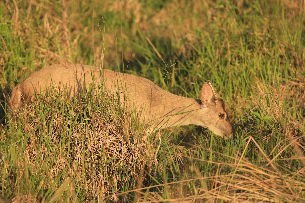 Mammals - ML646353711