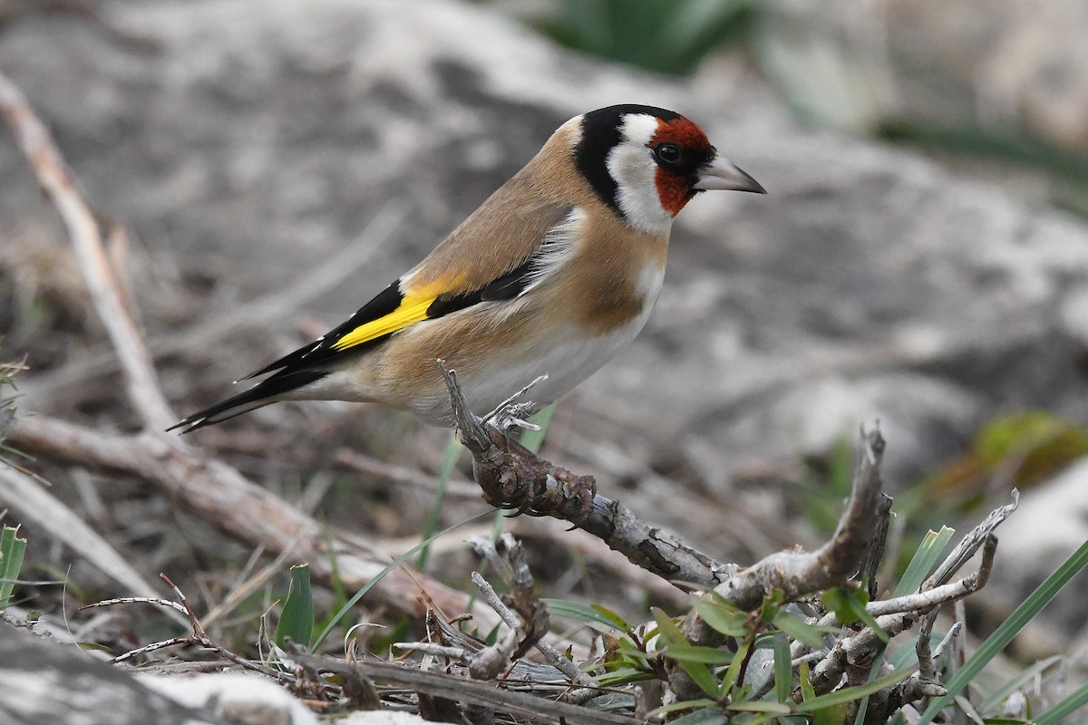 European Goldfinch - ML646353712