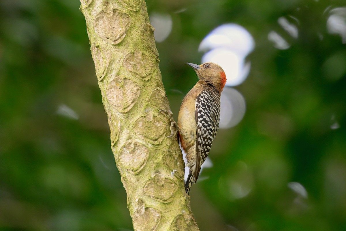 Red-crowned Woodpecker - ML646353713