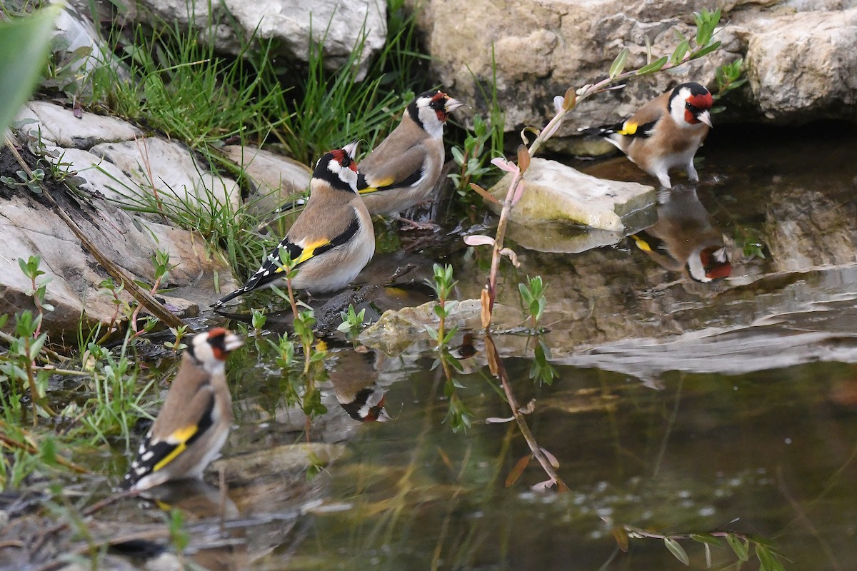 European Goldfinch - ML646353714