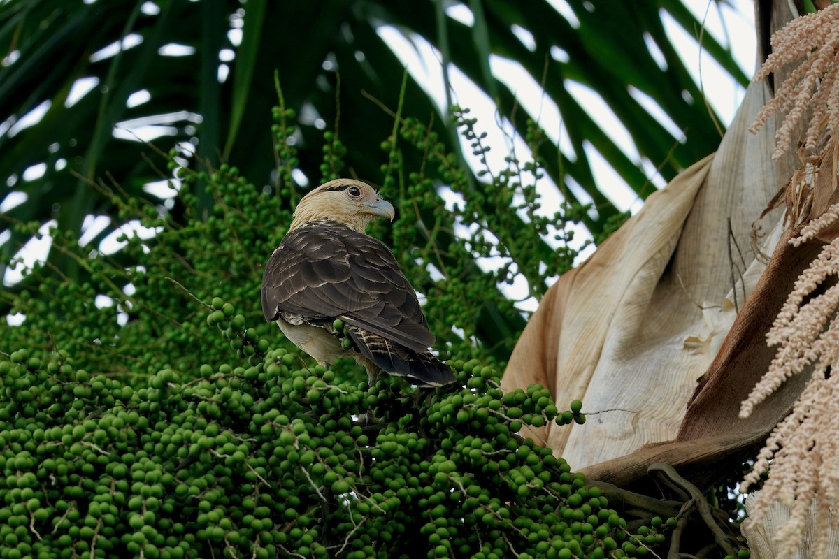 Yellow-headed Caracara - ML646353715