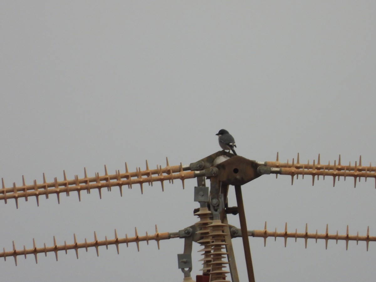 Iberian Gray Shrike - ML646353716