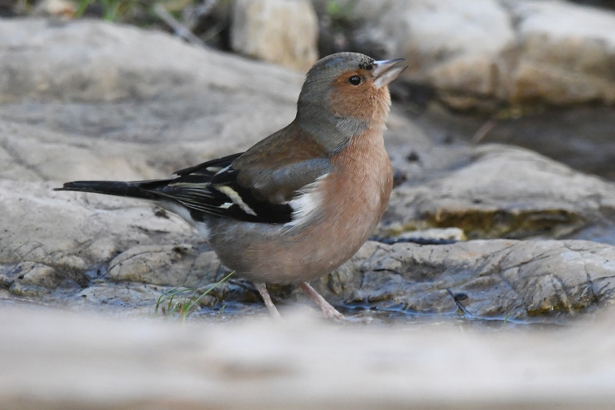 Common Chaffinch - ML646353717