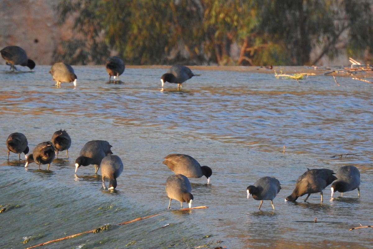 Eurasian Coot - ML646353718