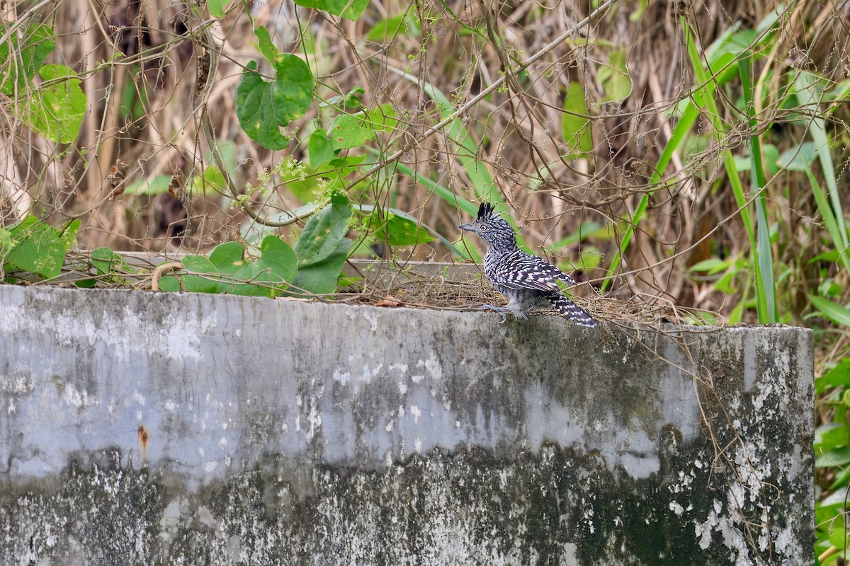Barred Antshrike - ML646353719