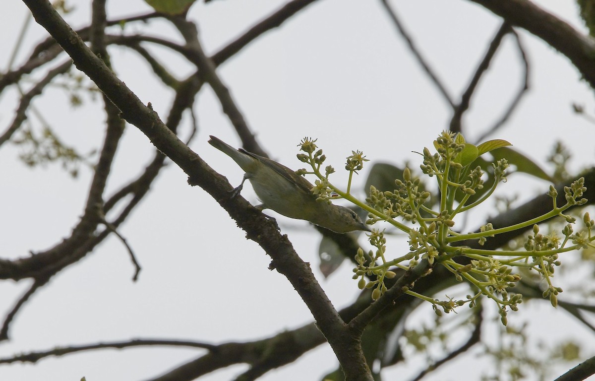 Tennessee Warbler - ML646353720
