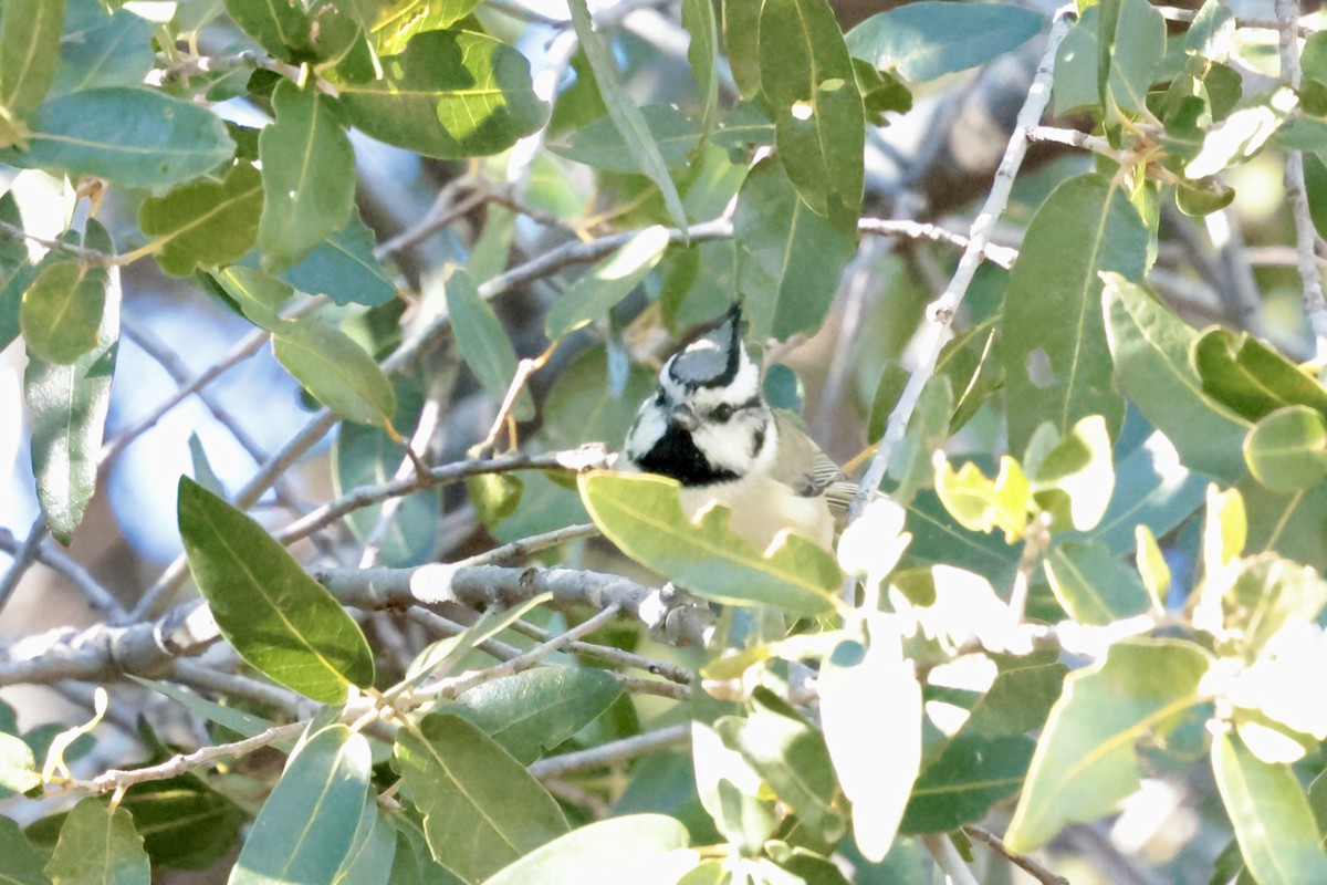 Bridled Titmouse - ML646353721