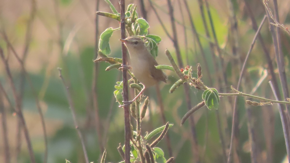 Booted Warbler - ML646353723